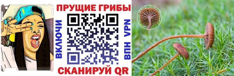 хочу наркоту  Чехов  Псилоцибиновые грибы Psilocybine cubensis 